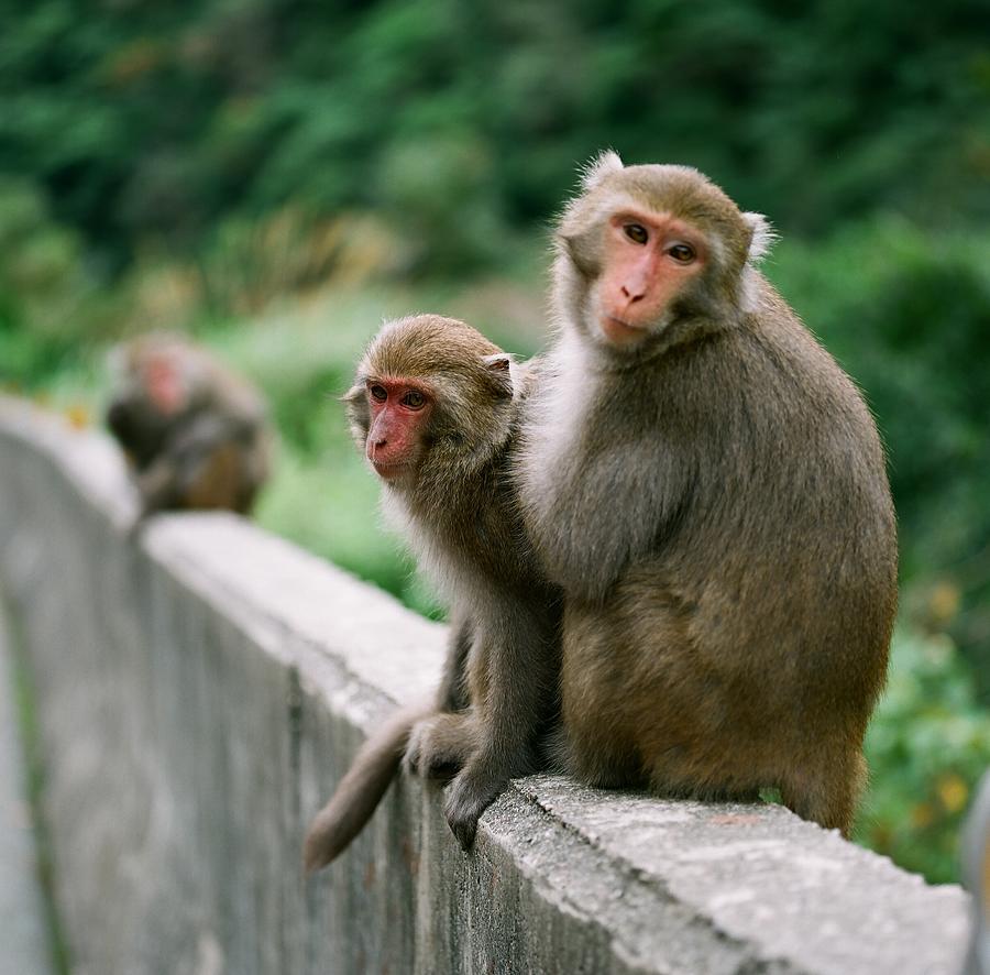 Formosan Rock-monkey Photograph by Jayron