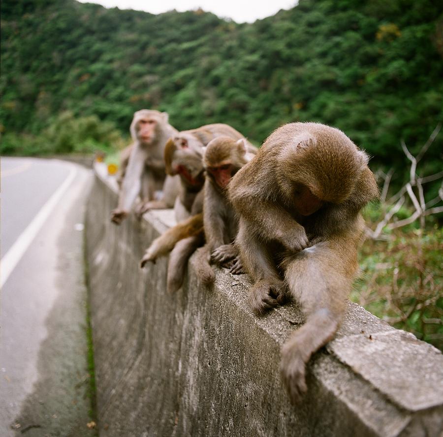 Formosan Rock Monkey Scratching Photograph by Jayron