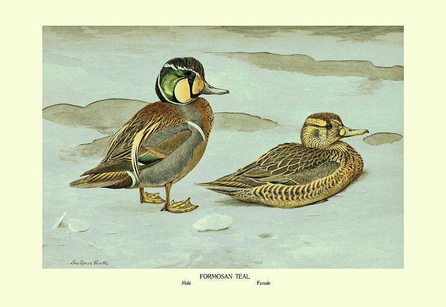 Formosan Teal Painting by Louis Agassil Fuertes