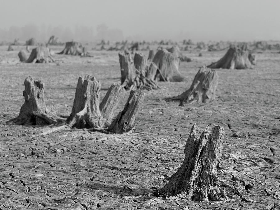 Forrest by Davor Zerjav Forrest by Davor Zerjav