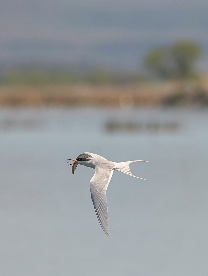 Forsters Tern Catching a Bug Photograph by Loree Johnson