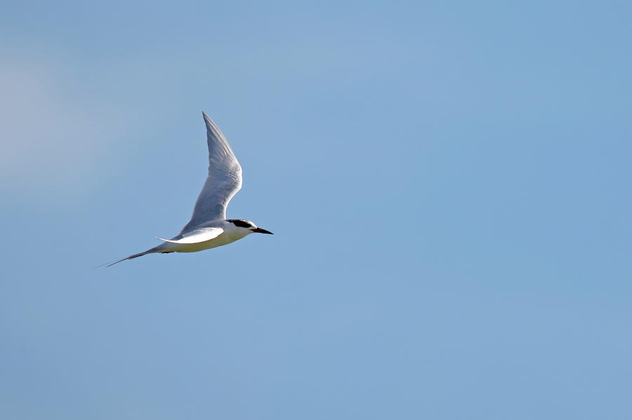 Forster's Tern Flying Photograph By Daniel Caracappa - Fine Art America