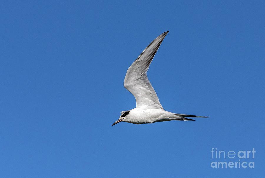 Forster's Tern In Flight by Bob Gibbons/science Photo Library