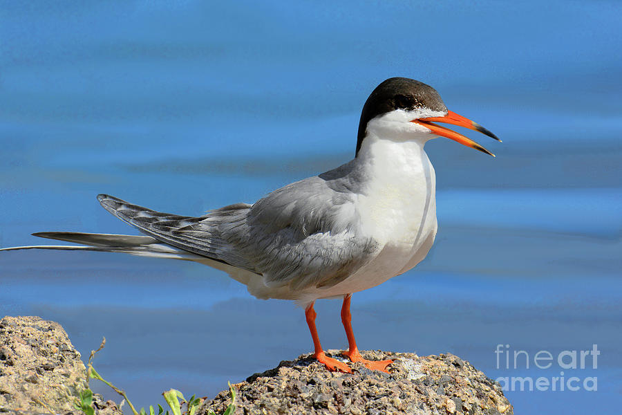 Forsters Tern Nature Portrait Photograph By Regina Geoghan Pixels 6094