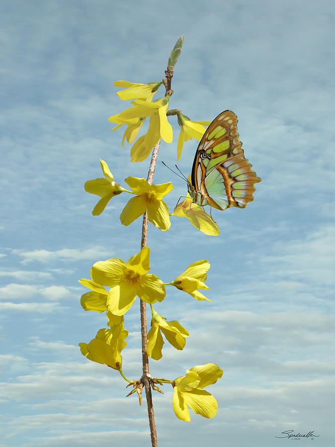 Flower Digital Art - Forsythia and Butterfly by M Spadecaller