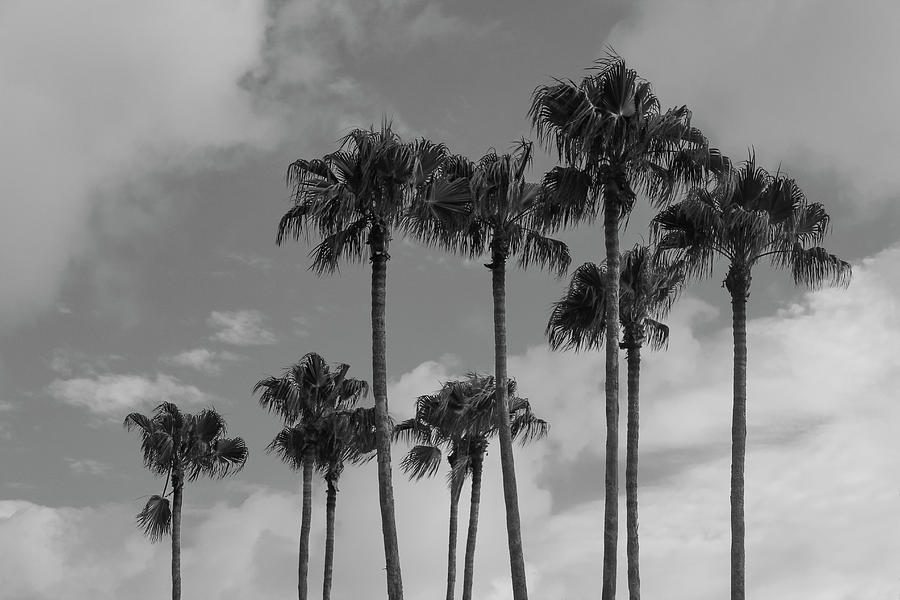 Fort Luderdale Palms Photograph by Robert Wilder Jr
