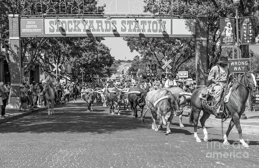 Fort Worth Stockyard B W Photograph by Bee Creek Photography - Tod and Cynthia