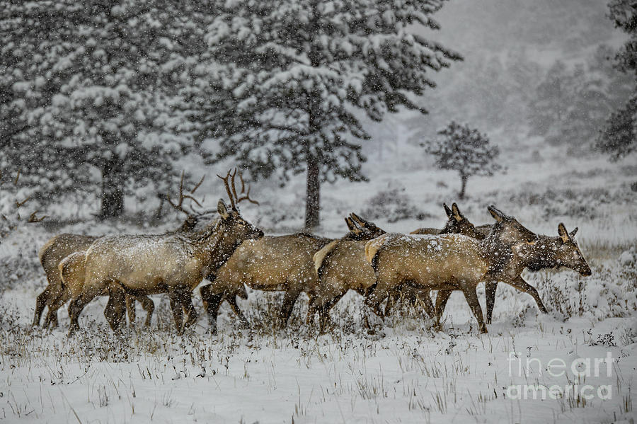 Moving The Girls Photograph by Lynn Sprowl