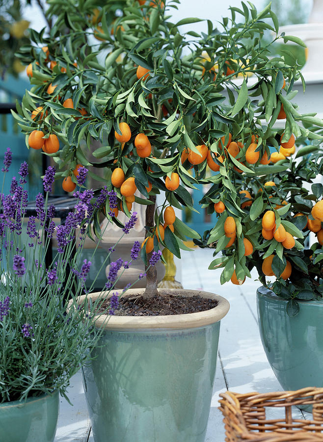 Fortunella Japonica kumquat Photograph by Friedrich Strauss - Fine Art ...