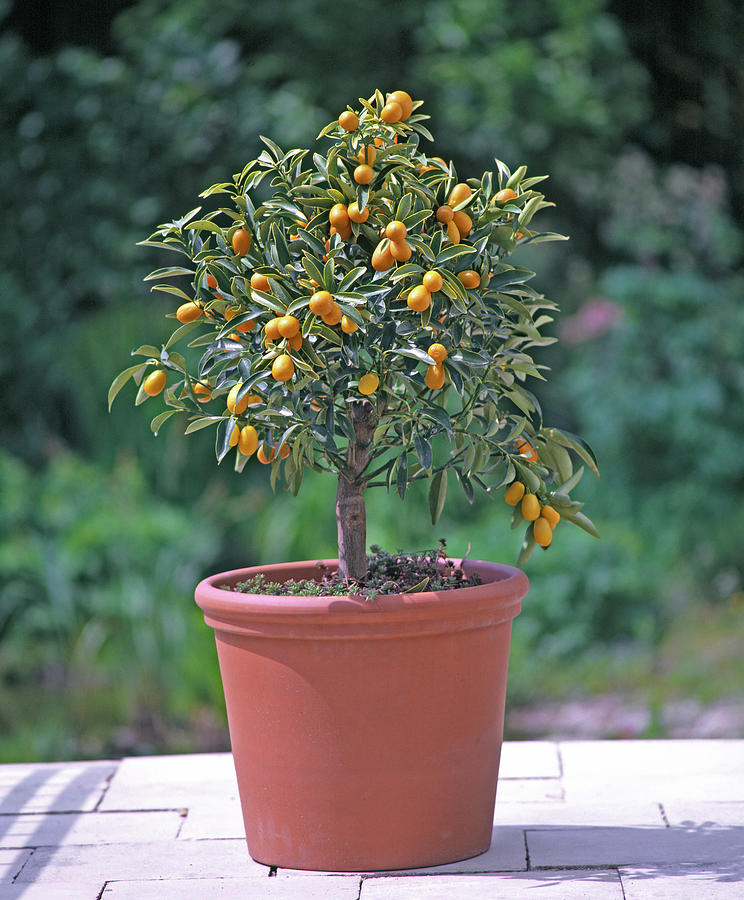 Fortunella Japonica kumquat With Fruits Photograph by Friedrich Strauss ...