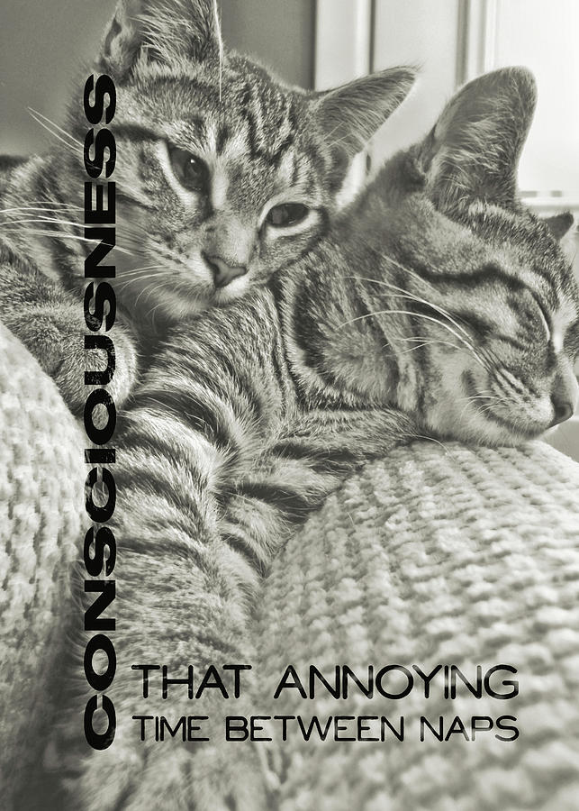 Cat Photograph - FORTY WINKS quote by JAMART Photography