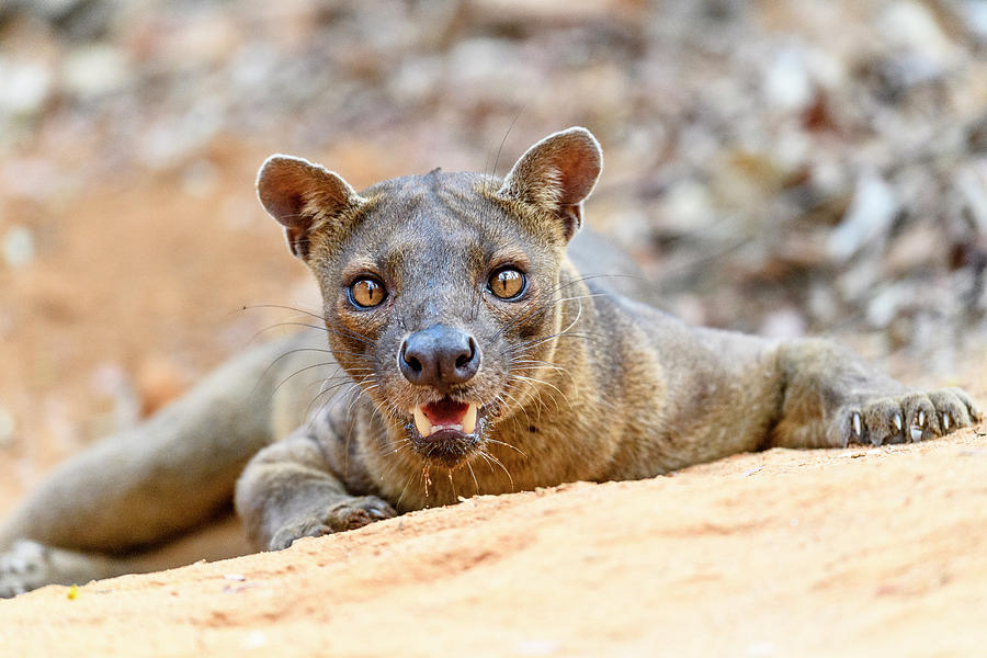 Fosa / Fossa Male In Forest. Kirindy, Madagascar Photograph by Nick ...