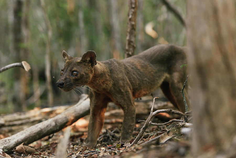 Fossa Of Kirindy Madagascar Hunting In The Dry Forest Photograph by ...