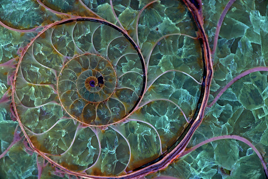 Fossil Ammonite Viewed Under Uv Light, Madagascar Photograph by John ...