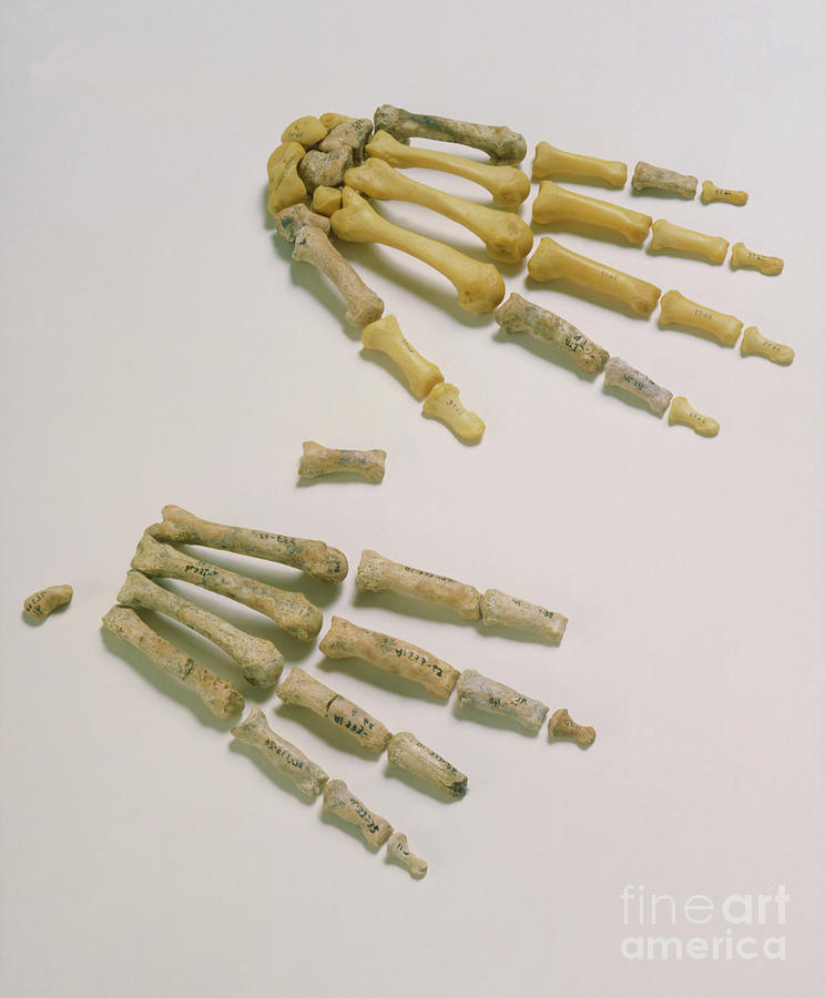 Fossil And Modern Hand Bones Of A. Afarensis Photograph by John Reader/science Photo Library