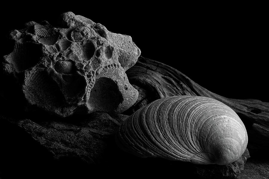 Fossil and Shell Photograph by Richard Rizzo