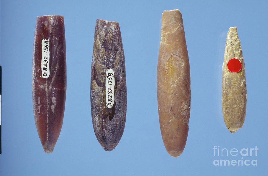 Fossil Belemnites Photograph by British Antarctic Survey/science Photo Library