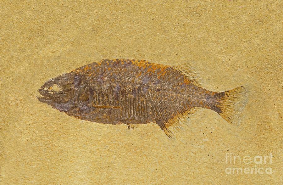 Fossil Fish Photograph by David Parker/science Photo Library
