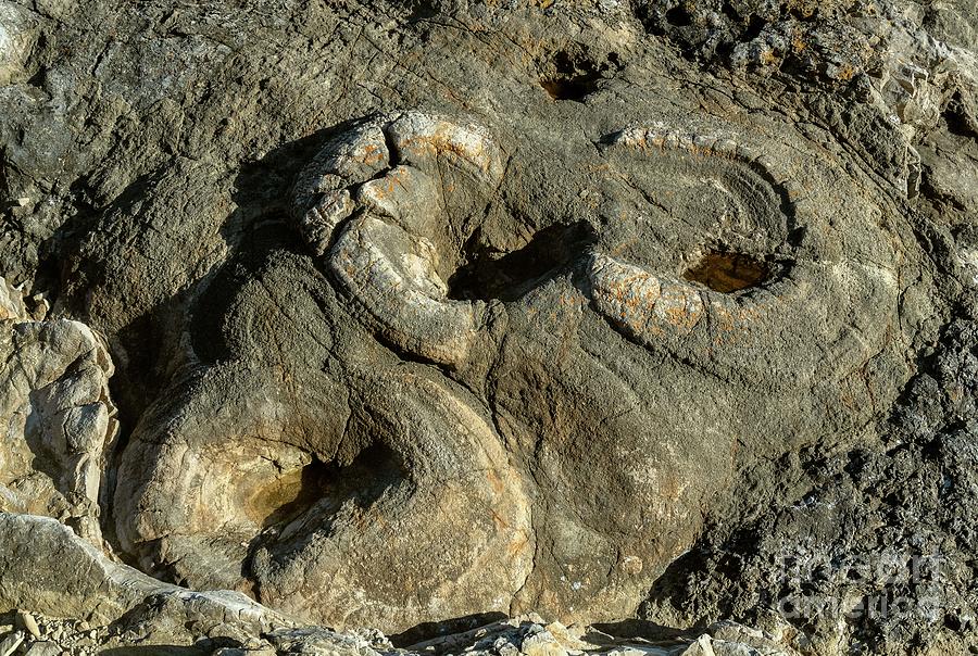 Fossil Forest Photograph By Bob Gibbonsscience Photo Library Fine