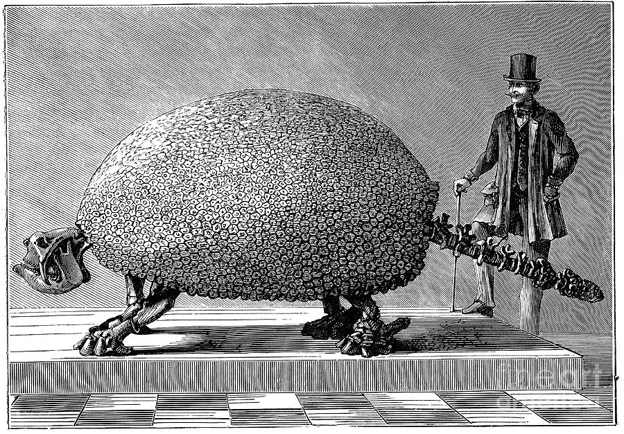 Fossil Of A Giant Armadillo From South Drawing by Print Collector