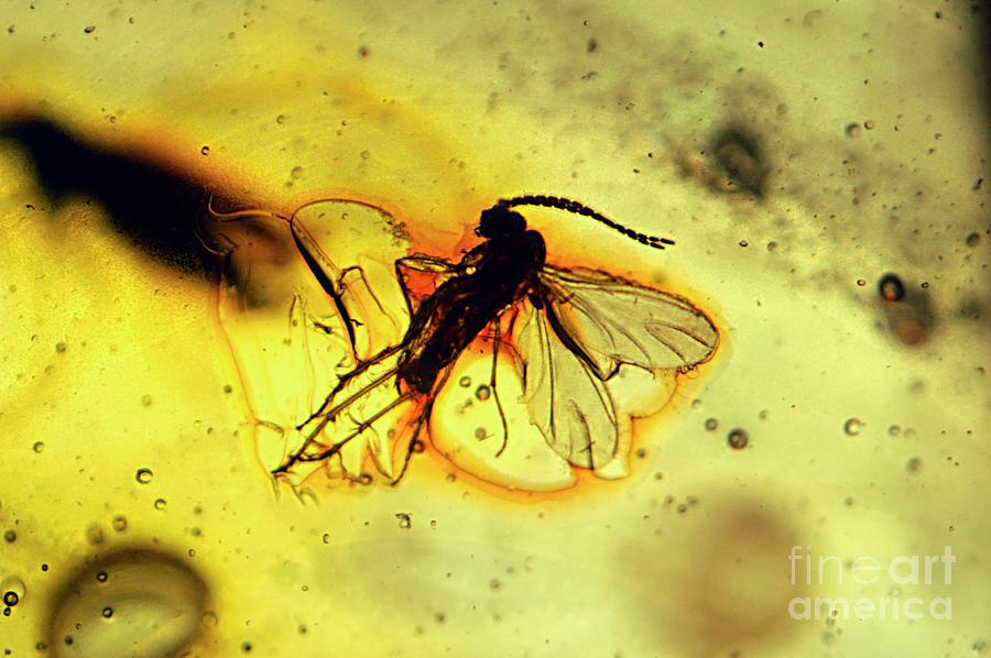 Fossilised Insects (sciaridae) In Baltic Amber Photograph by George Bernard/science Photo Library