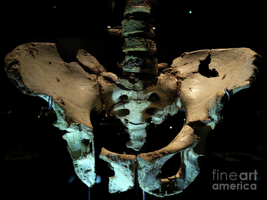 Fossilised Pelvis With Lumbar Vertebrae Photograph by Javier Trueba/msf/science Photo Library