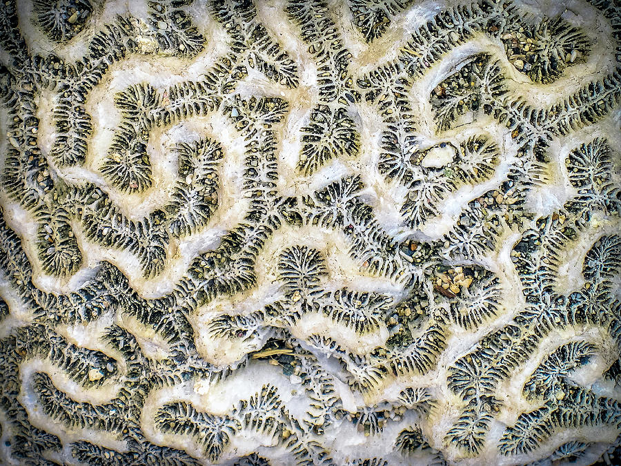 Fossilized Brain Coral Photograph by Pheasant Run Gallery