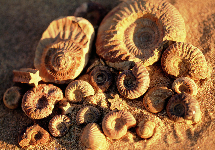 Fossils, Jaisalmer, India Photograph by Panoramic Images - Pixels