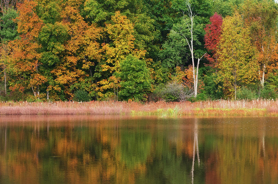 Foster Pond by David Lamb Foster Pond by David Lamb