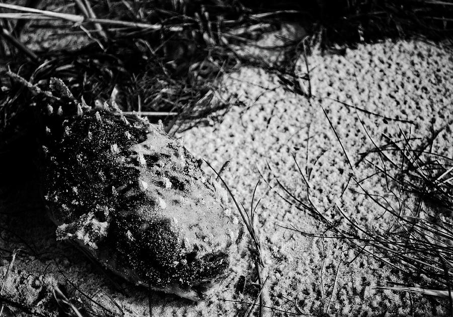 Found Fish by Maggy Marsh Found Fish by Maggy Marsh