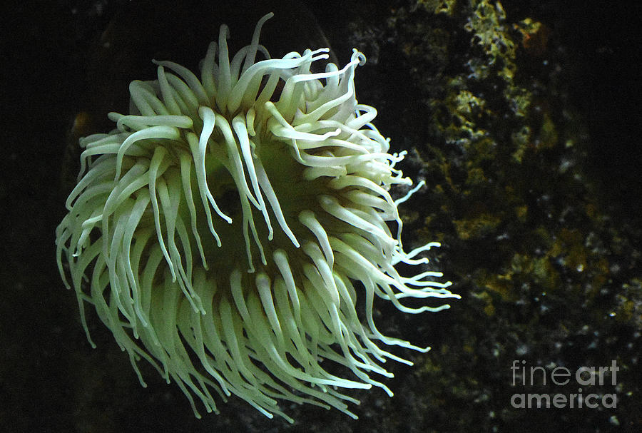 Found In The Sea Photograph by Skip Willits