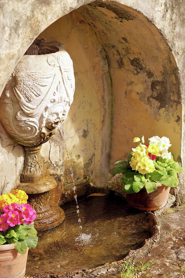 Fountain Decorated With Potted Primulas Photograph by Angelica Linnhoff