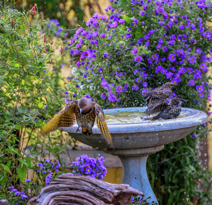 Fountain Flicker  Photograph by Randall Branham