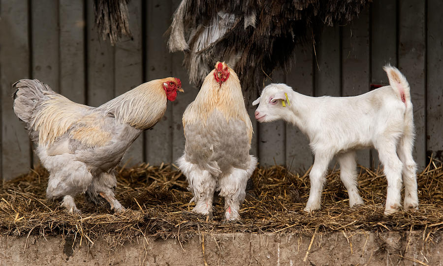 Animal Photograph - Four Animals, 3 Different Breeds. by Gert Van Den Bosch