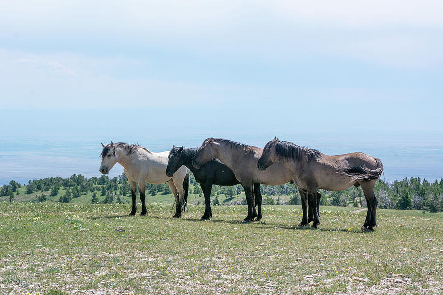 Four Bachelors Mustangs Photograph by Douglas Wielfaert