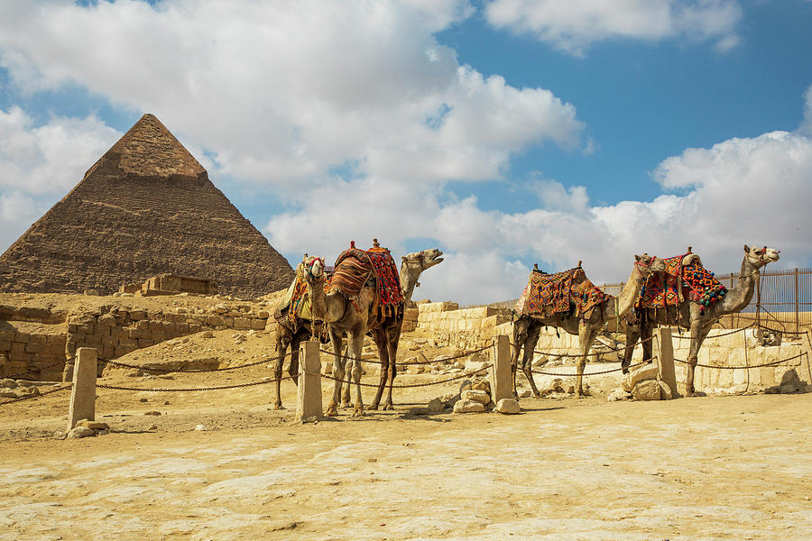 Four Camels In An Enclosure By A Pyramid At Giza Photograph by Cavan Images