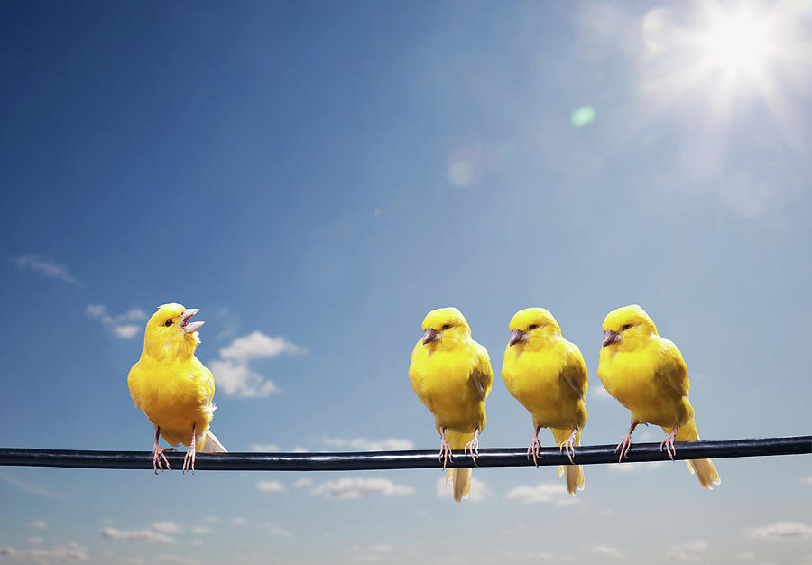 Four Canaries On Wire, One Bird Chirping Photograph by Pm Images