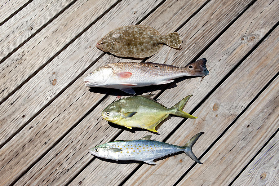 Four Caught Fish Photograph by Sean Murphy