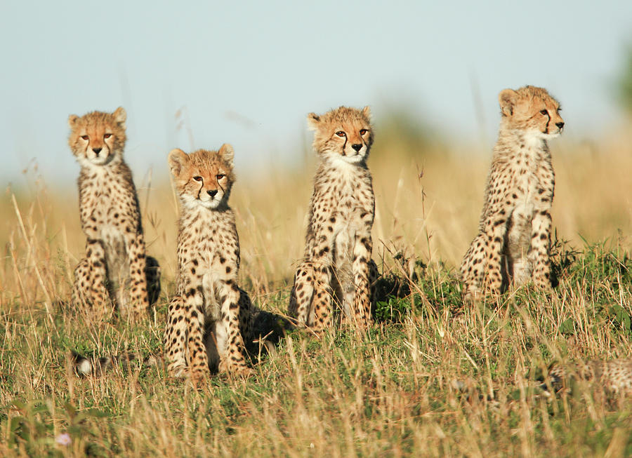 Four Cheetah Cubs Photograph by Gp232