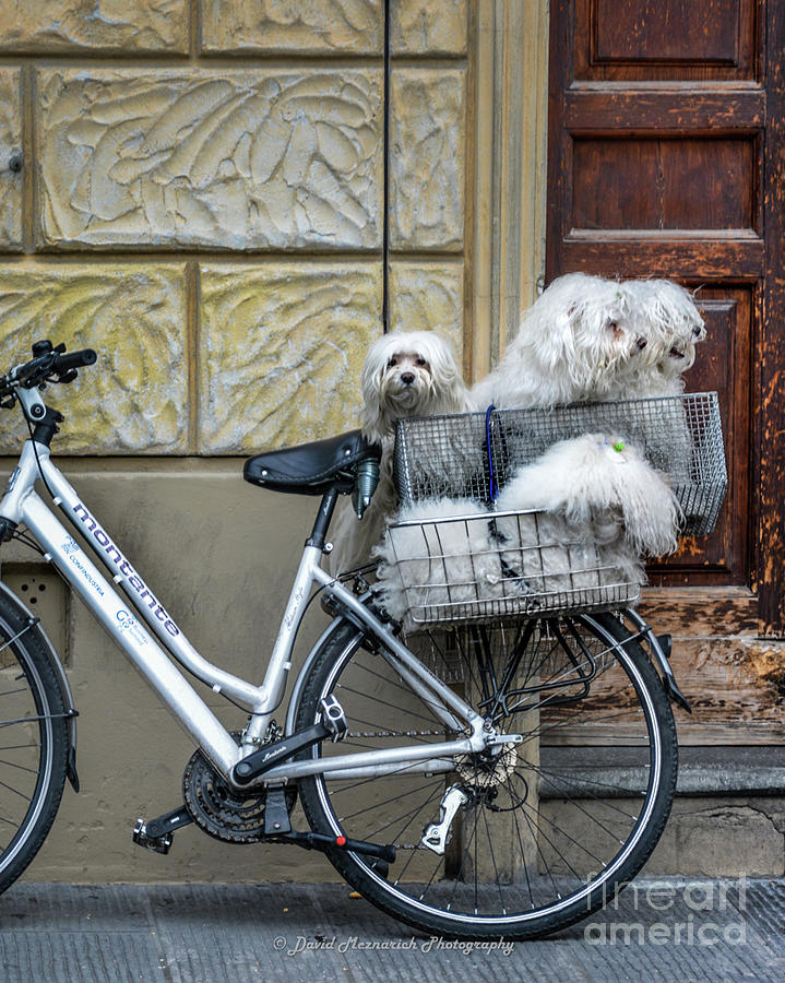 Four dogs on a bicycle Photograph by David Meznarich