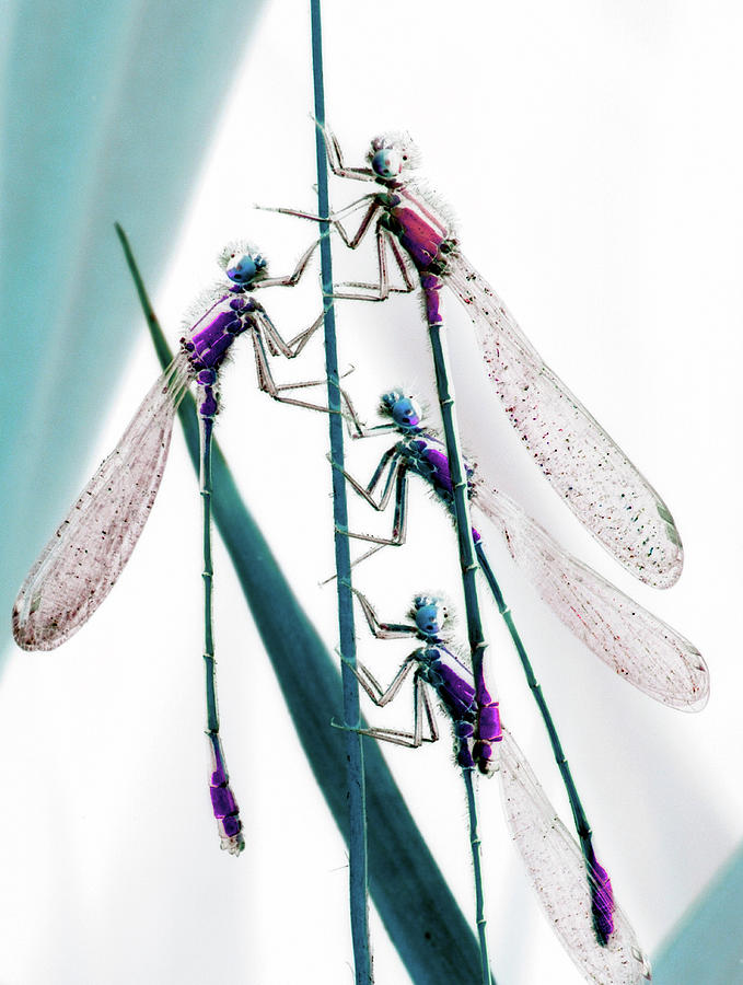 Four Dragonflies Sit Upright On Stem Photograph by Win-initiative/neleman