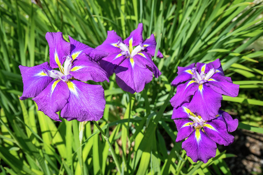Four Electric Purple Beauties - Japanese Irises in Bloom Photograph by Georgia Mizuleva