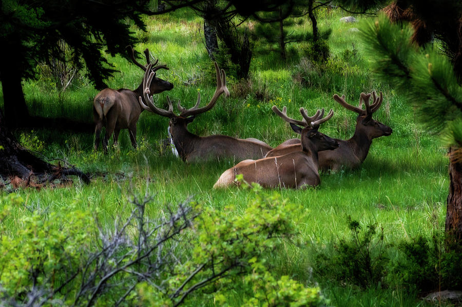 Four elk laying down in the grass Photograph by Dan Friend