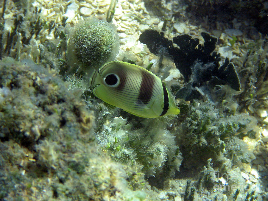 Four Eyed Fish In St. Thomas Photograph by Barbra Telfer