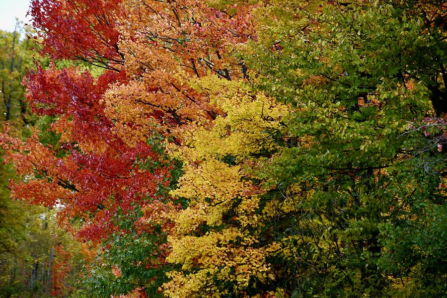 Four Fall Colors Photograph by Hella Buchheim