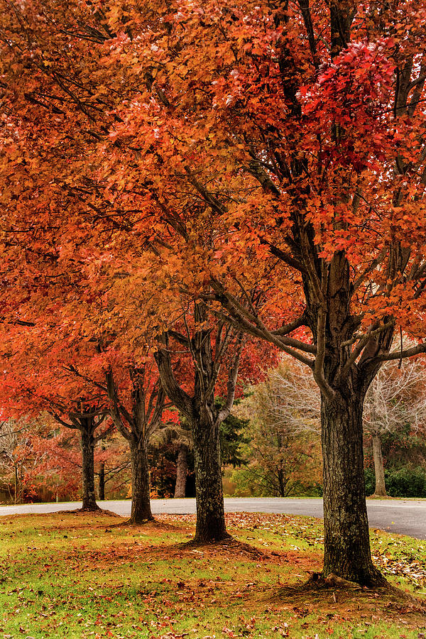 Four Fall Trees Photograph by Don Johnson