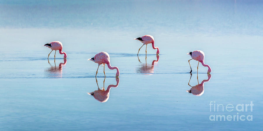 Four flamingos in Atacama salar, Chile Photograph by Delphimages Photo Creations