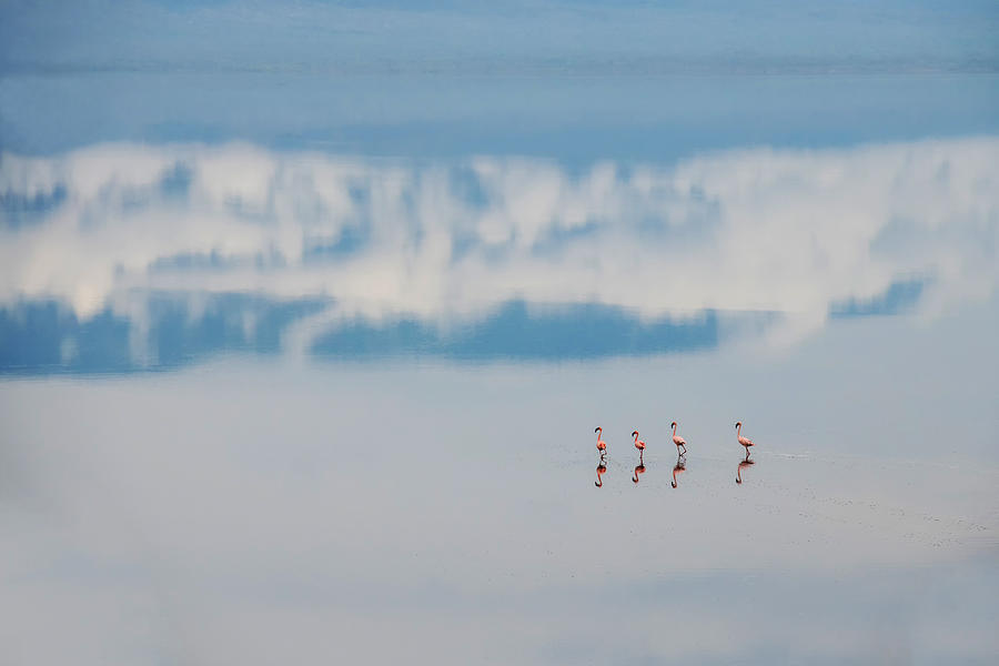 Four Flamingos Photograph by Hao Jiang