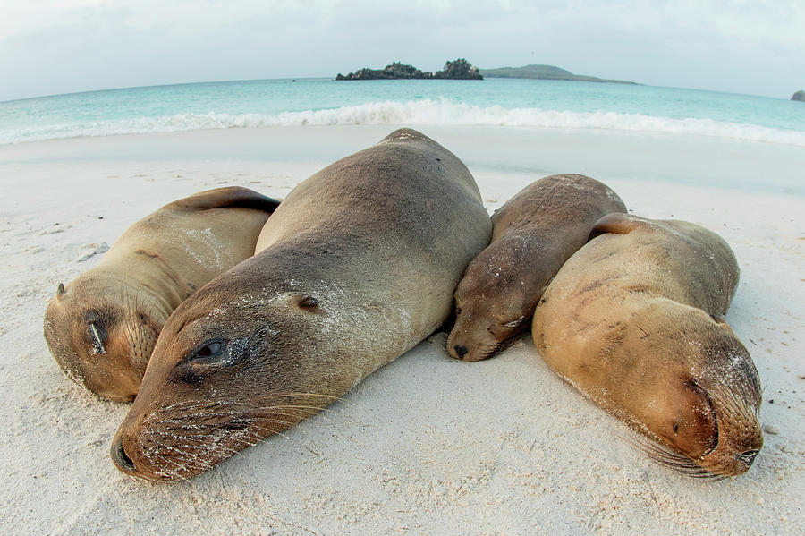 Four Galapagos Sea Lions Sleeping On Beach, Galapagos Photograph by
