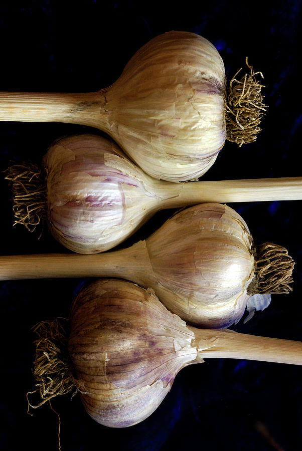 Four Garlic Heads With Stems And Roots Photograph by Rebecca E Marvil